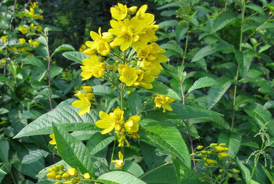 Gilbweiderich (Lysimachia vulgaris)