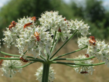 Wiesen-Bärenklau (Heracleum sphondylium) 