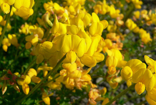 Gewöhnlicher Hornklee (Lotus corniculatus)