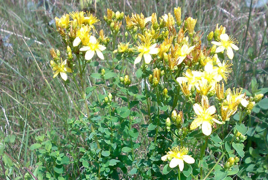 Tüpfel-Johanniskraut (Hypericum perforatum)