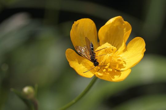 Knolliger Hahnenfuß (Ranunculus bulbosus)