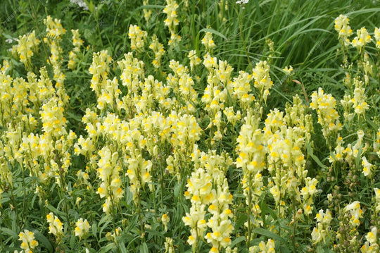 Gewöhnliches Leinkraut (Linaria vulgaris)