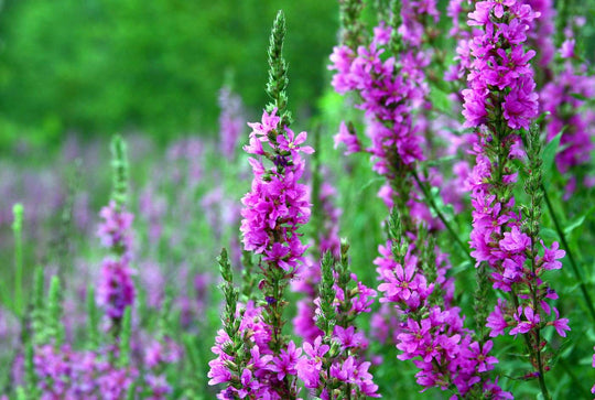 Blut-Weiderich (Lythrum salicaria)