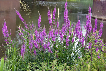 Blut-Weiderich (Lythrum salicaria)