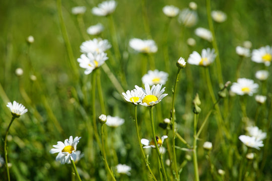 Magerwiesen-Margerite (Leucanthemum vulgare)