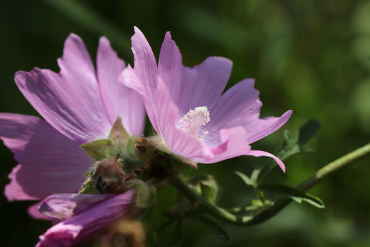 Moschus-Malve (Malva moschata)