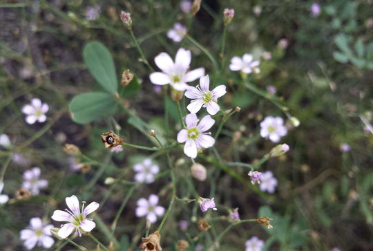 Felsennelke (Petrorhagia saxifraga)