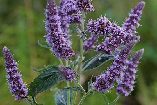 Rossminze (Mentha longifolia)