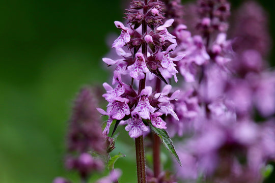 Sumpf-Ziest (Stachys palustris)