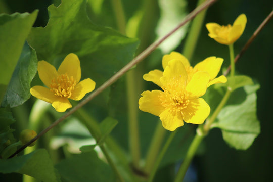 Sumpf-Dotterblume (Caltha palustris)