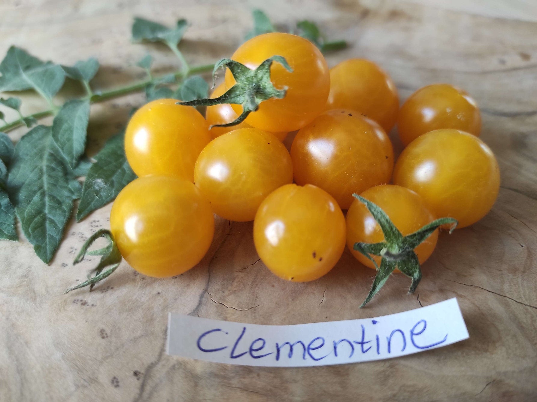 Tomate "Clementine"