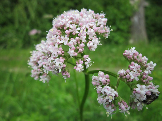 Baldrian (Valeriana officinalis)