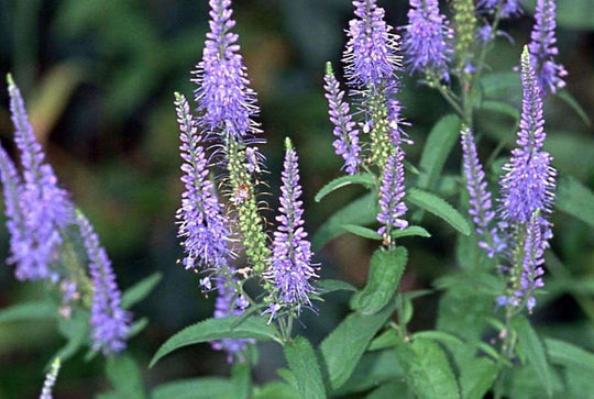 Strand-Ehrenpreis (Veronica maritima)