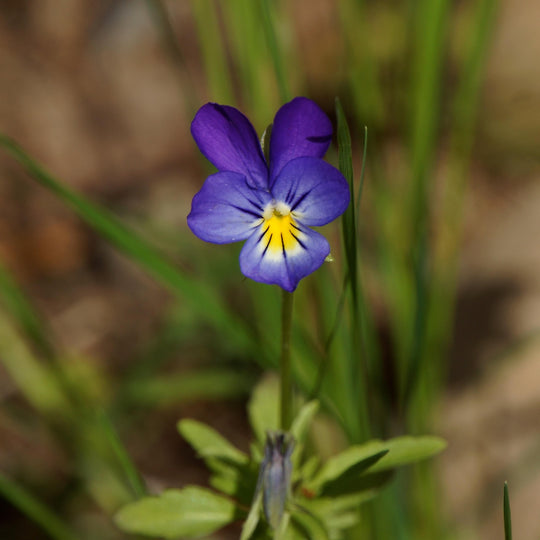 Wildes Stiefmütterchen (Viola tricolor)