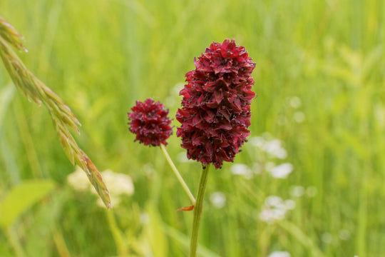 Großer Wiesenknopf (Sanguisorba officinalis)