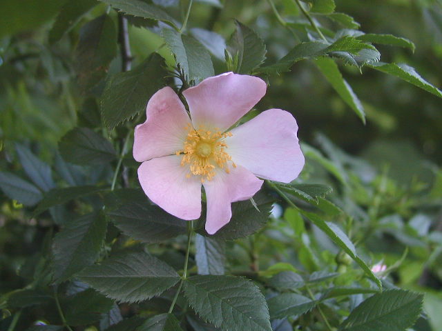 Hundsrose (Rosa canina)