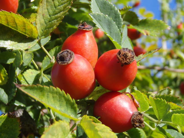 Hundsrose (Rosa canina)