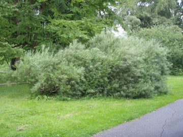 Rosmarinweide (Salix rosmarinifolia)