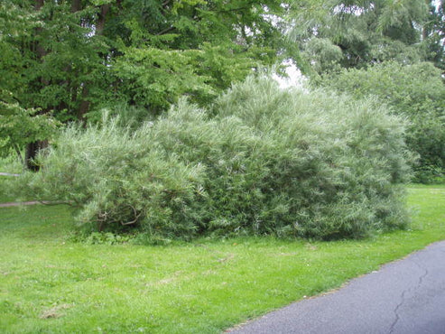 Rosmarinweide (Salix rosmarinifolia)