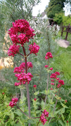 Rote Spornblume (Centranthus ruber)
