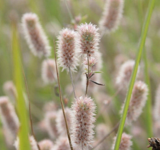 Hasenklee (Trifolium arvense)