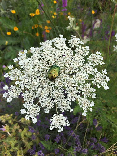 Wilde Möhre (Daucus carota)