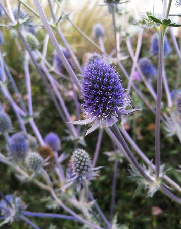 Flachblatt Mannstreu (Eryngium planum)