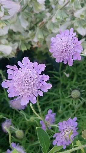 Taubenskabiose (Scabiosa columbaria)