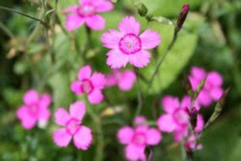Heidenelke (Dianthus deltoides)