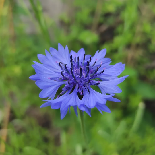 Kornblume (Centaurea Cyanus)
