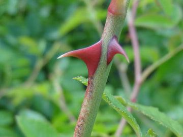 Ackerrose (Rosa agrestis)