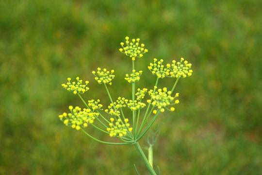 Fenchel (Foeniculum vulgare)
