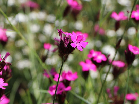 Karthäusernelke (Dianthus carthusianorum)