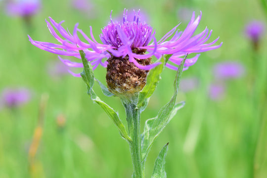 Wiesen-Flockenblume (Centaurea jacea)