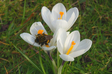 Krokus 