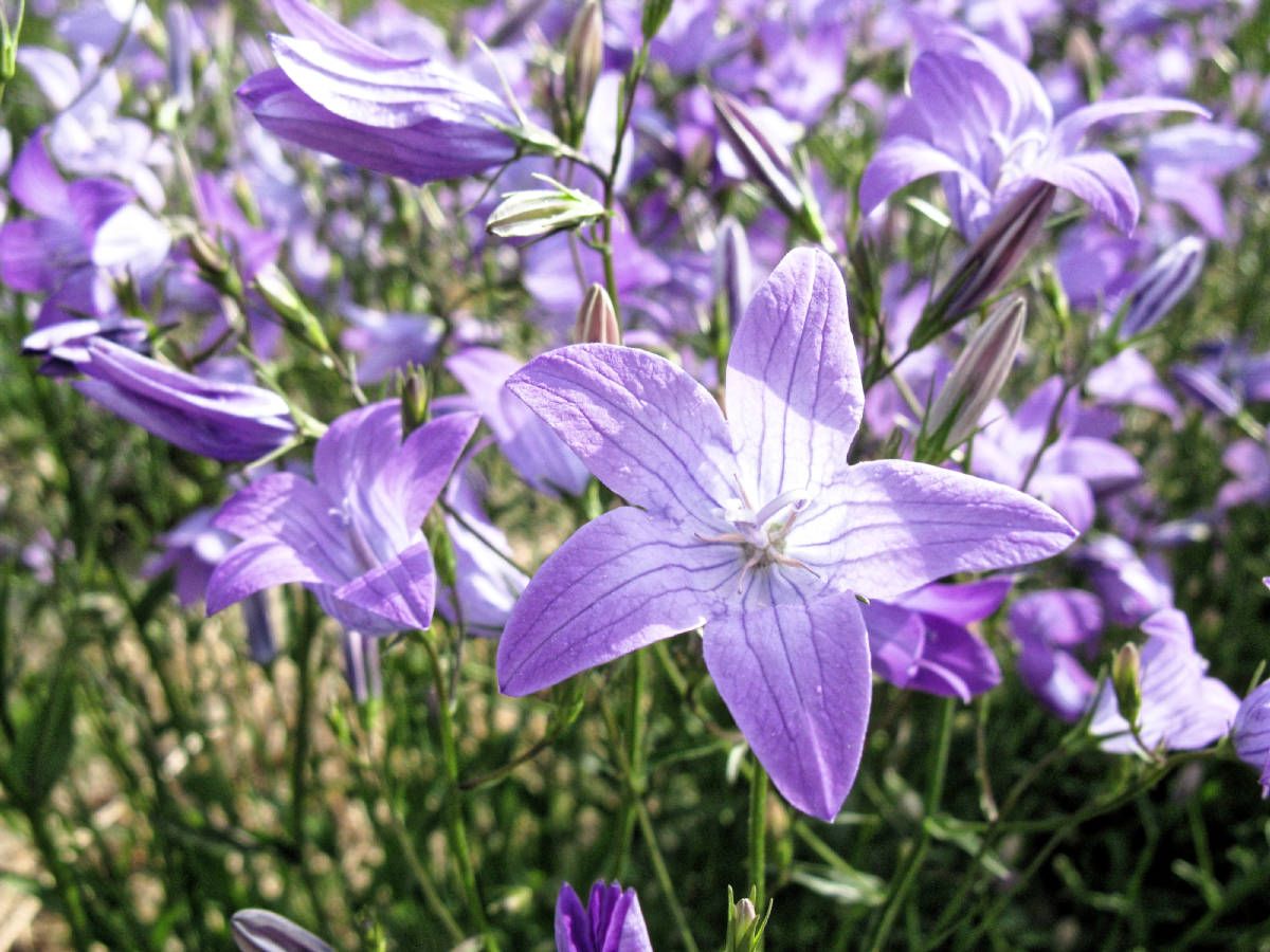 campen wiesens Wiesen-Glockenblume (Campanula patula)