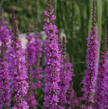 Blut-Weiderich (Lythrum salicaria) 