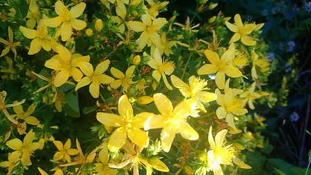 Echtes Johanniskraut (Hypericum perforatum)