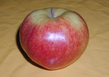 Apfel "Jonagold"