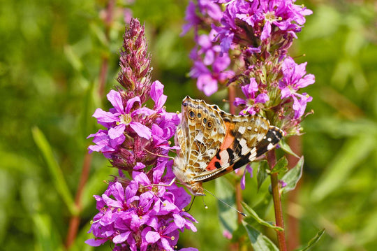Ufersaum ohne Gräser (10m²)