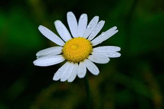 Fettwiesen-Margerite (Leucanthemum ircutianum)