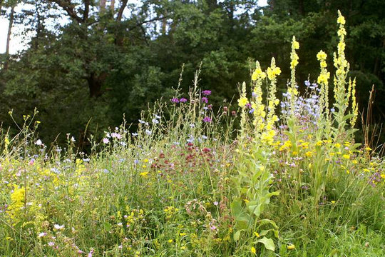 Schmetterlings-/Wildbienensaum (10m²)