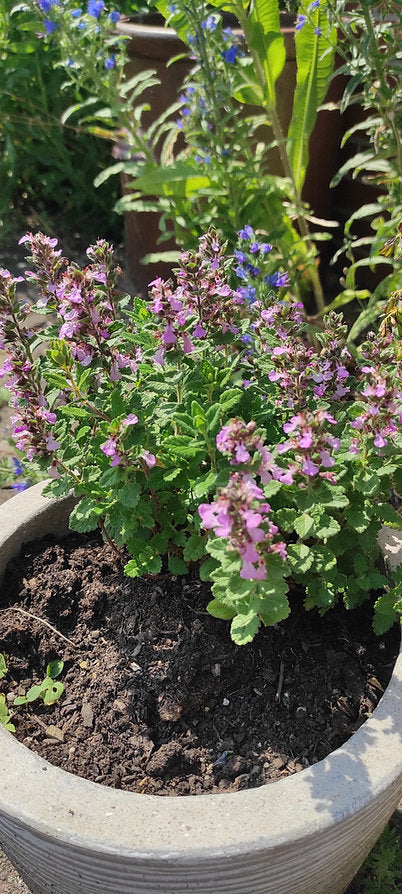 Edel-Gamander (Teucrium chamaedrys)