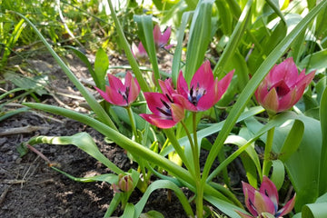 Tulipa 