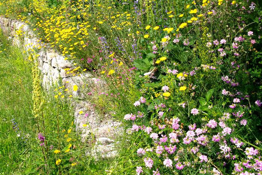 Wärmeliebender Saum (10m²)