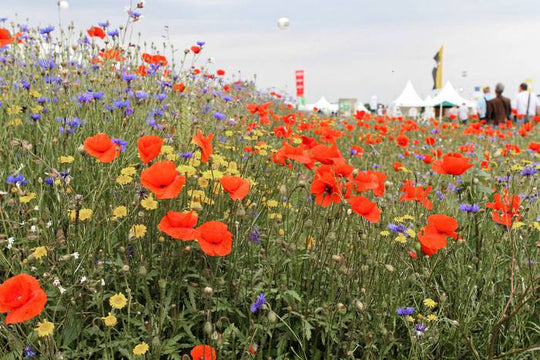 Feldblumenmischung (10m²)