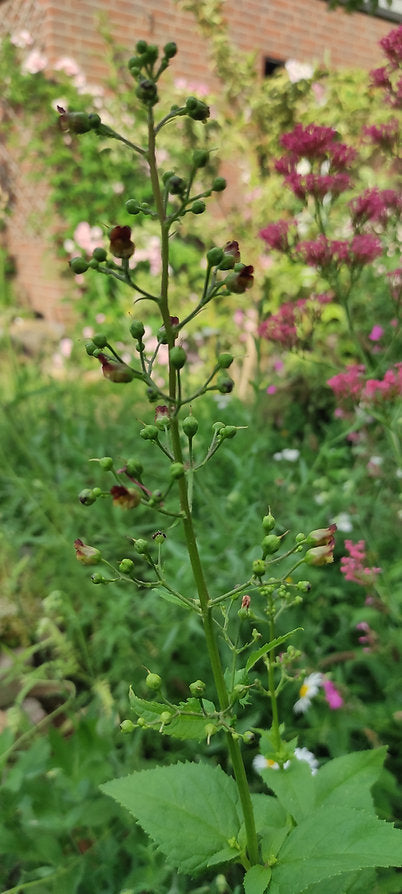 Knoten Braunwurz (Scrophularia nodosa)