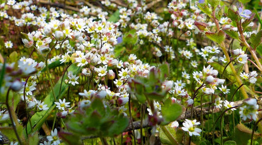 Frühlings-Hungerblümchen (Draba verna)