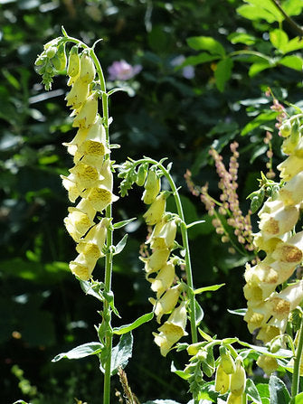 Gelber Fingerhut (Digitalis lutea)