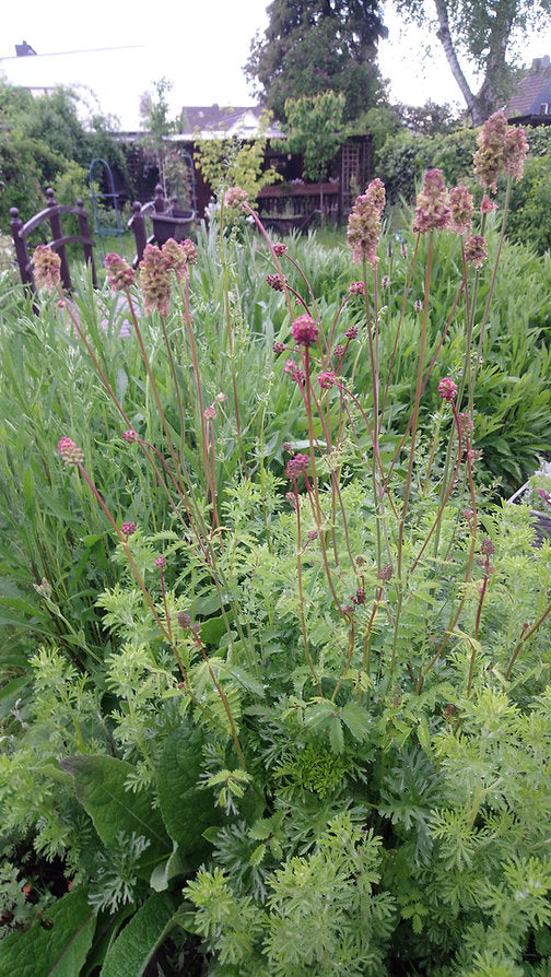 Kleiner Wiesenknopf/Pimpinelle (Sanguisorba minor)